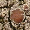 Lecanora saligna